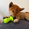 dog, puppy, shiba_inu, canine, brown_fur, lying_down, chewing, dog_toy, green_toy, squeaky_toy, pet, animal, close_up, portrait, indoor, sofa, couch, paws, ears, cute