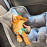 dog, puppy, shiba_inu, sitting, car, car_seat, pet_carrier, blanket, harness, orange_fur, pointed_ears, open_mouth, tongue, cute, animal, indoors, travel, cozy, portrait, road_trip
