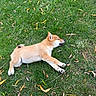 dog, shiba_inu, puppy, sleeping, lying_down, grass, outdoors, lawn, autumn, leaves, tan_fur, white_fur, curled_tail, pointed_ears, paws, animal, pet, relaxed, side_view, nature