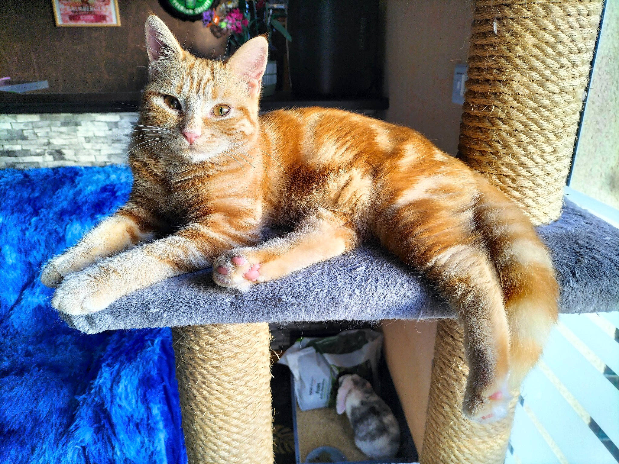 Mérida participe au concours pour gagner de l'argent avec cette photo : blue, carnivore, cat, cat_supply, claw, comfort, domestic_short_haired_cat, fawn, felidae, fur, nap, paw, photo_caption, sitting, small_to_medium_sized_cats, tail, whiskers, window