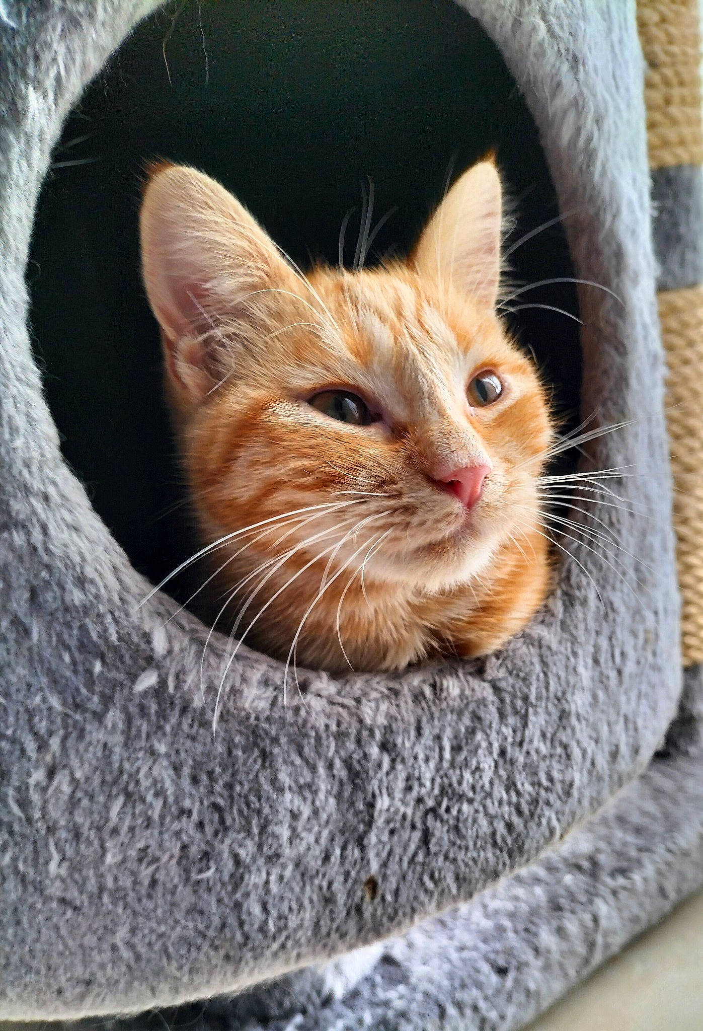 Mérida participe au concours pour gagner de l'argent avec cette photo : carnivore, cat, cat_bed, cat_furniture, cat_supply, circle, close_up, comfort, domestic_short_haired_cat, fawn, felidae, fur, pet_supply, small_to_medium_sized_cats, snout, whiskers, window, wood, woven_fabric