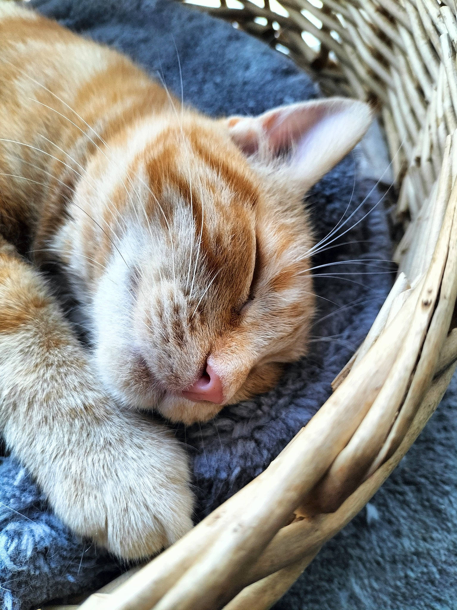 Mérida a rejoint le concours — aidez-le/la à gagner de superbes lots ! basket, carnivore, cat, cat_supply, claw, comfort, domestic_short_haired_cat, fawn, felidae, fur, nap, paw, pet_supply, small_to_medium_sized_cats, snout, tail, whiskers, wicker, wildlife, wood