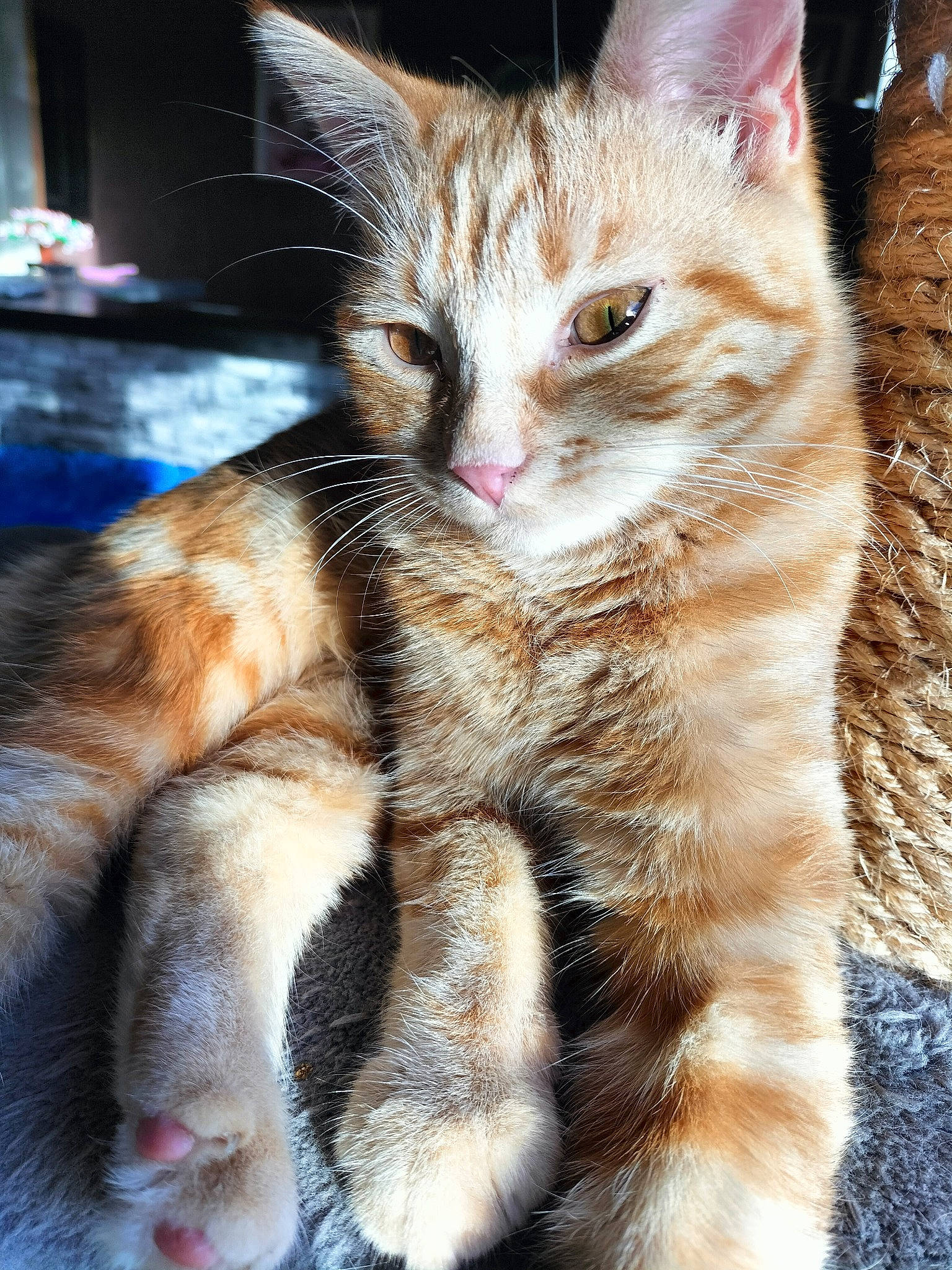 Mérida participe au concours pour gagner de l'argent avec cette photo : carnivore, cat, claw, domestic_short_haired_cat, fawn, felidae, foot, fur, paw, small_to_medium_sized_cats, snout, tail, terrestrial_animal, whiskers