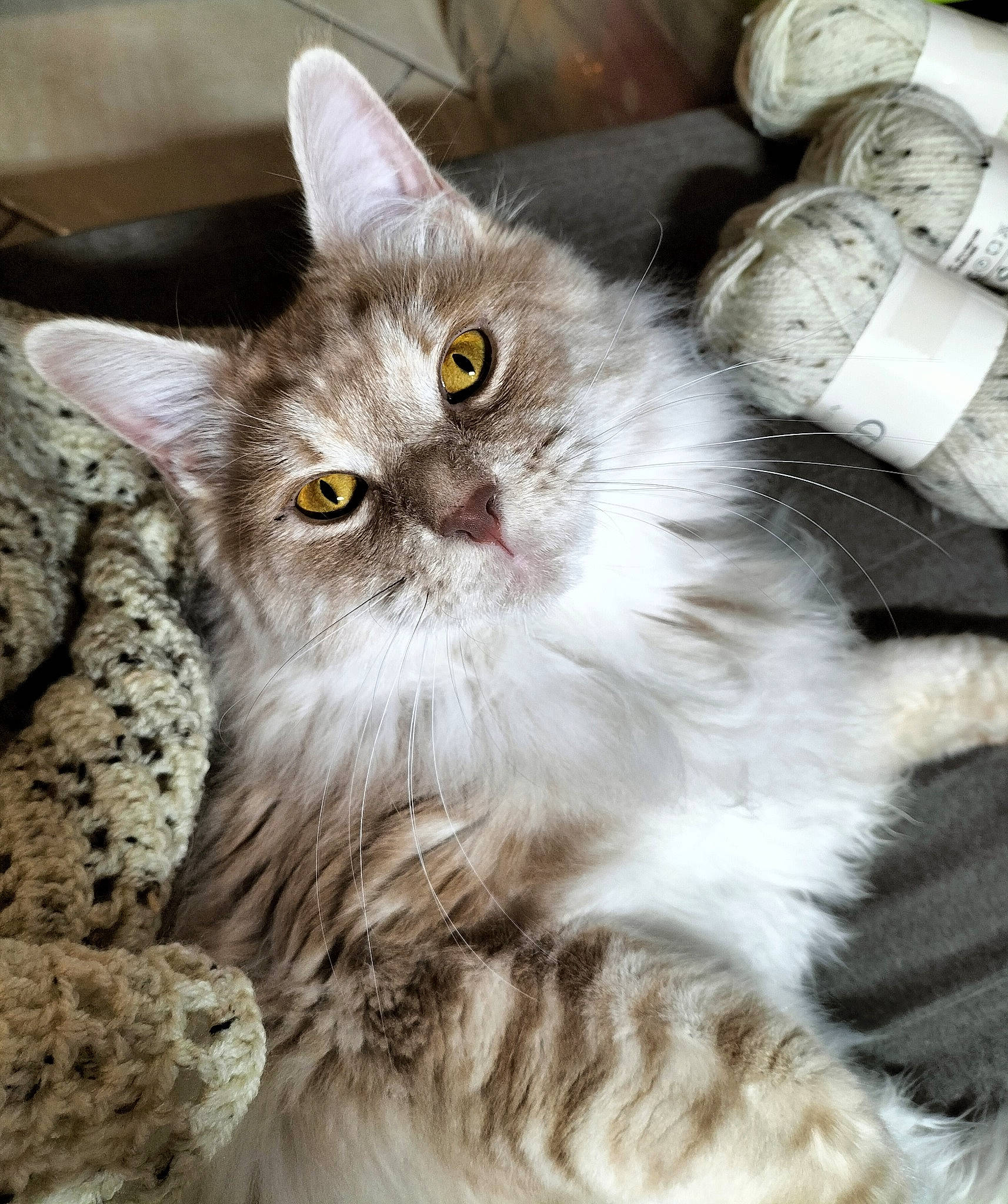 Sunshine a rejoint le concours — aidez-le/la à gagner de superbes lots ! british_longhair, carnivore, cat, domestic_short_haired_cat, felidae, fur, mammal, paw, persian, selkirk_rex, small_to_medium_sized_cats, snout, tail, terrestrial_animal, whiskers