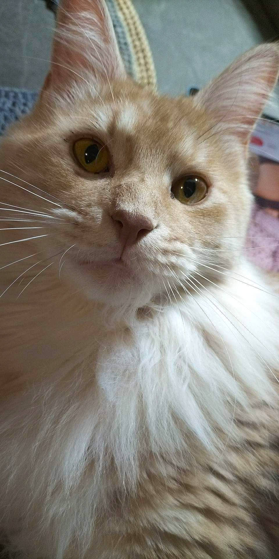 Sunshine a rejoint le concours — aidez-le/la à gagner de superbes lots ! carnivore, cat, claw, domestic_short_haired_cat, fawn, felidae, fur, iris, small_to_medium_sized_cats, snout, whiskers, window