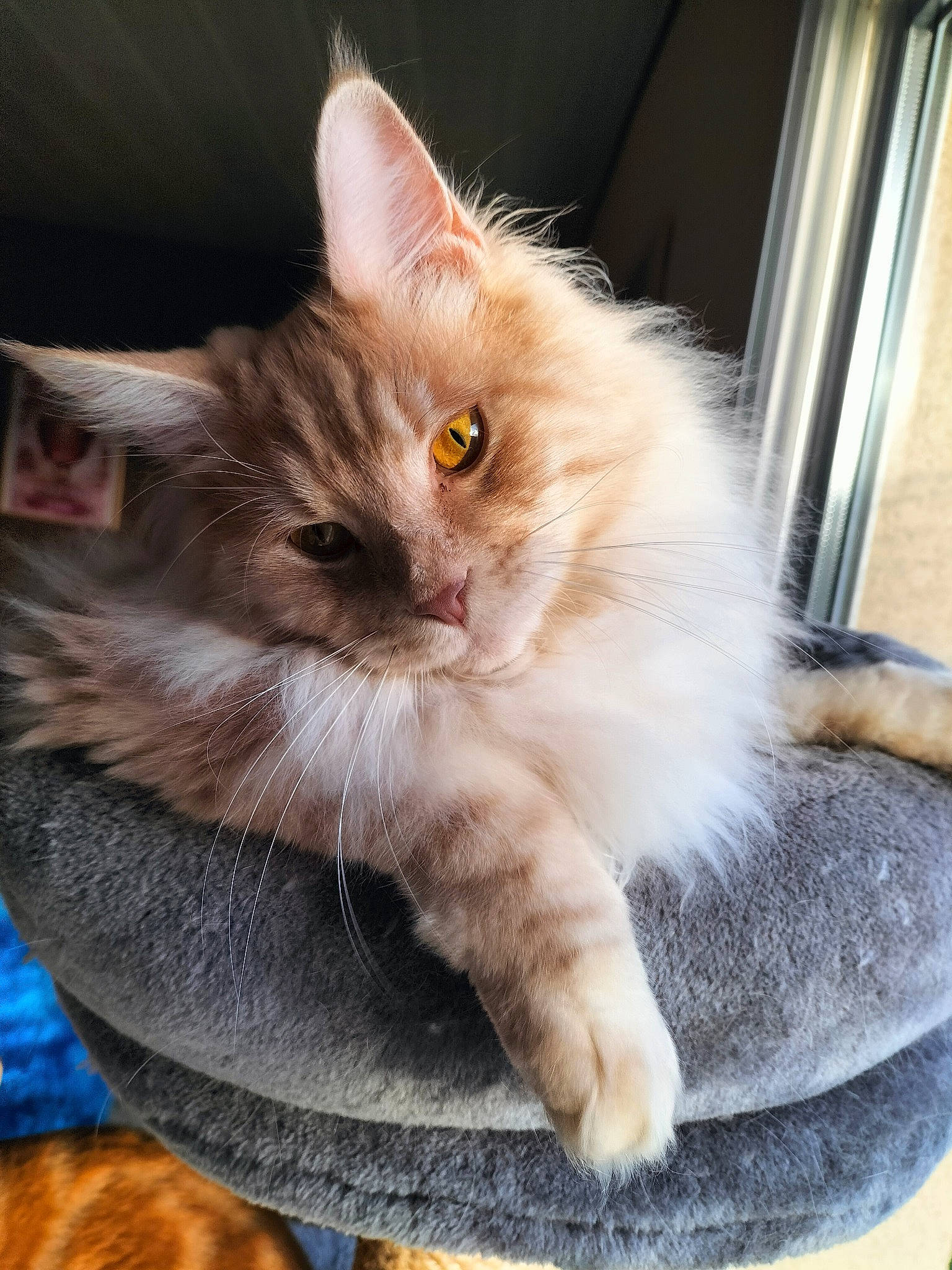 Sunshine a rejoint le concours — aidez-le/la à gagner de superbes lots ! box, british_longhair, carnivore, cat, cat_supply, claw, comfort, curtain, domestic_short_haired_cat, fawn, felidae, fur, paw, ragdoll, sitting, small_to_medium_sized_cats, snout, tail, whiskers, window