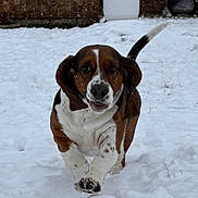 Oliver joined the competition — help win amazing prizes! dog, basset_hound, snow, running, outdoor, snowman, brick_wall, pet, canine, winter, playful, animal, ears, tail, white, brown, black, fur, cute, nature