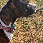 Adès a rejoint le concours — aidez-le/la à gagner de superbes lots ! alert, animal, brindle, canine, collar, daylight, dog, ears, fur, grass, ground, nature, outdoor, pet, side_profile, snout, standing, sunlight, watching, white