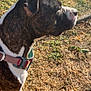 alert, animal, brindle, canine, collar, daylight, dog, ears, fur, grass, ground, nature, outdoor, pet, side_profile, snout, standing, sunlight, watching, white