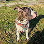 Adès participe au concours pour gagner de l'argent avec cette photo : animal, brindle, calm, canine, collar, daytime, dog, expression, grass, harness, leash, nature, outdoor, park, pet, quiet, shadow, side_view, sitting, sunlight