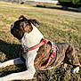 Adès participe au concours pour gagner de l'argent avec cette photo : animal, brindle, canine, daytime, dog, ears, fur, grass, harness, leash, looking_away, mammal, nature, outdoor, pet, relaxed, resting, side_view, sunlight, white