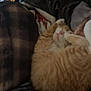 Han is registered to the contest to win money with this photo: cat, orange_tabby, sleeping, cozy, blanket, fur, paw, pet, indoor, resting, cute, animal, feline, soft, warm, domestic, relaxed, comfort, nap, fur_pattern