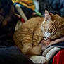 animal, blanket, cat, closeup, comfort, cozy, cute, domestic_cat, feline, fur, indoor, nap, orange_tabby, paws, pet, relaxing, resting, sleeping, soft, whiskers