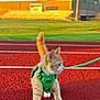 Han joined the competition — help win amazing prizes! kitten, cat, orange_tabby, harness, leash, running_track, sports_field, grass, bleachers, outdoor, sunlight, animal, pet, feline, young, walking, side_view, daytime, green, curious