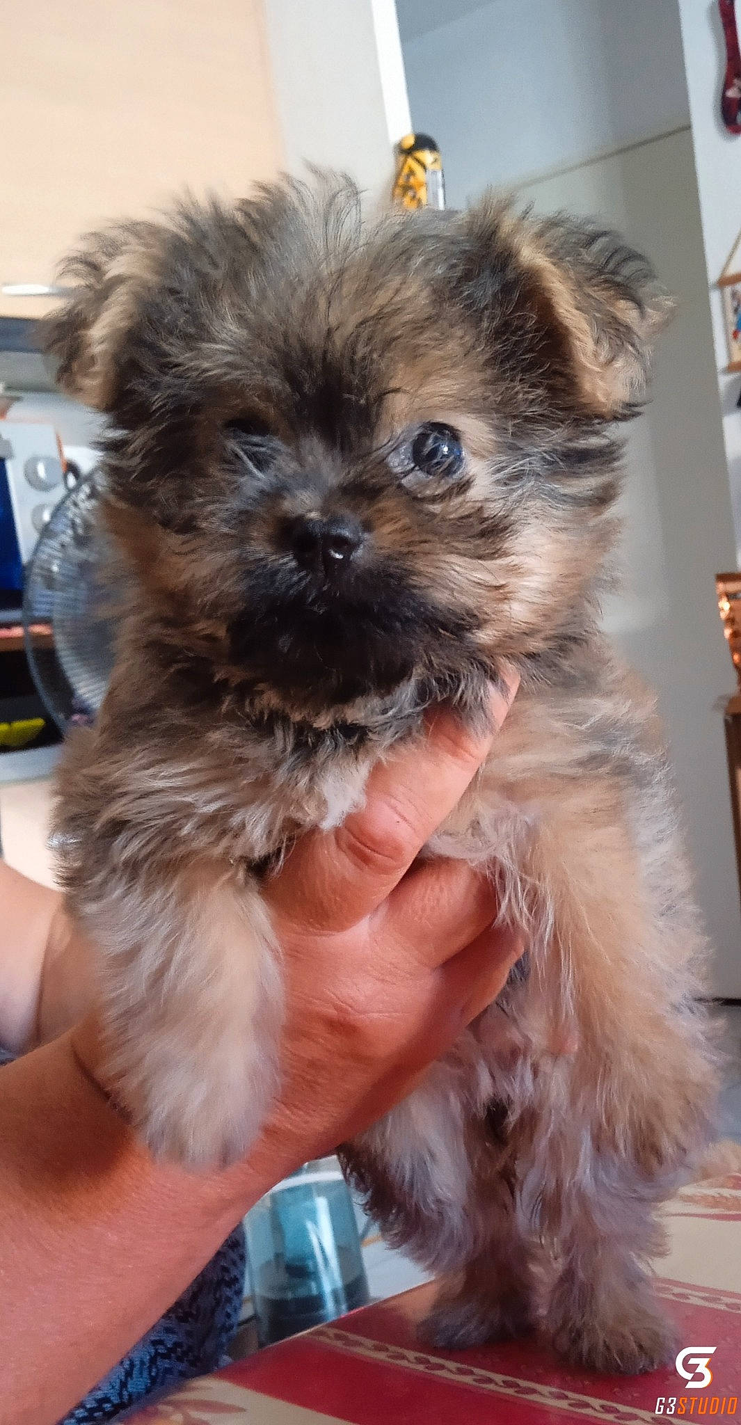 Choupinette participe au concours pour gagner de l'argent avec cette photo : canidae, carnivore, companion_dog, dog, dog_breed, ear, fawn, fur, liver, maltepoo, puppy, shih_tzu, small_terrier, snout, sporting_group, terrier, toy_dog, whiskers, working_animal, yorkipoo