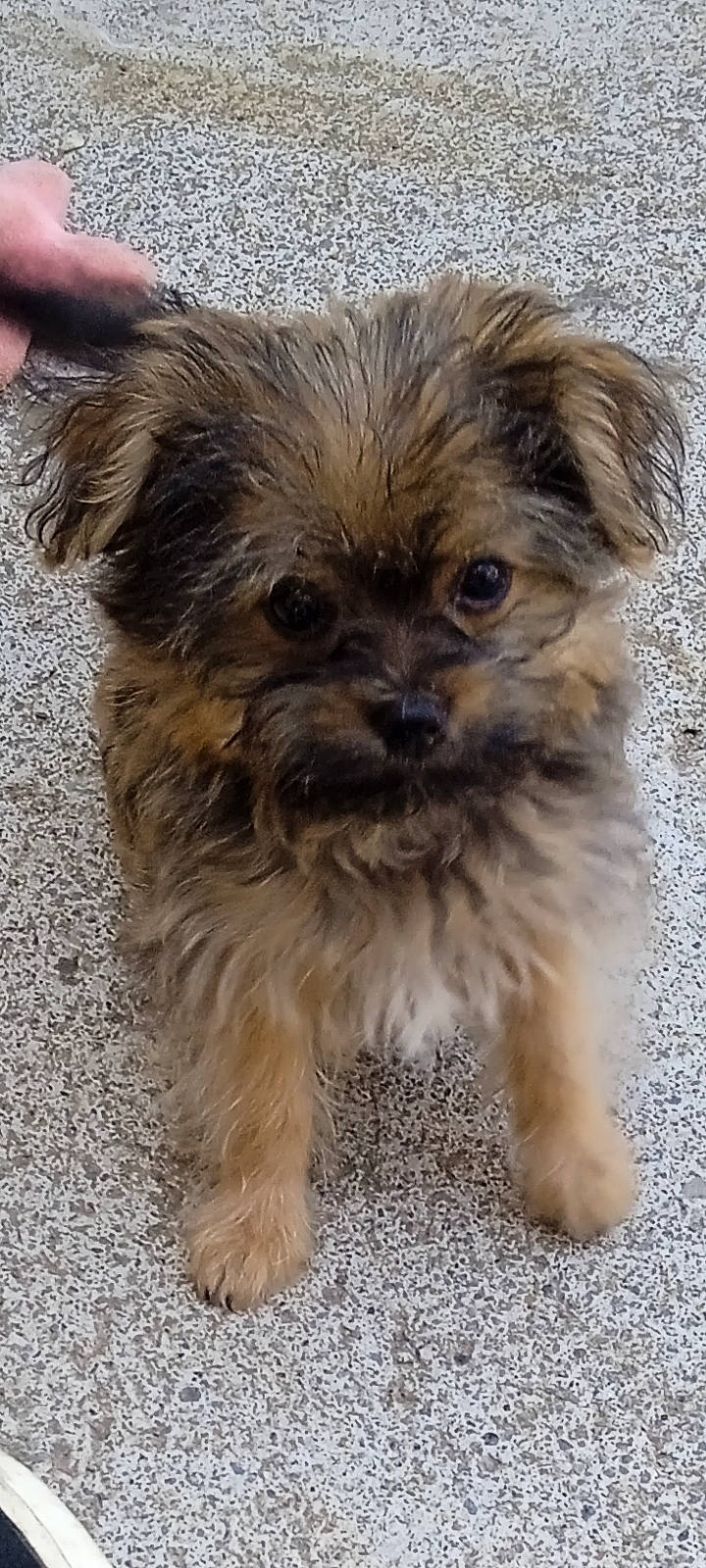 Choupinette participe au concours pour gagner de l'argent avec cette photo : biewer_terrier, canidae, carnivore, companion_dog, dog, dog_breed, fawn, fur, liver, maltepoo, shih_poo, shih_tzu, small_terrier, snout, sporting_group, terrestrial_animal, terrier, toy_dog, whiskers, working_animal