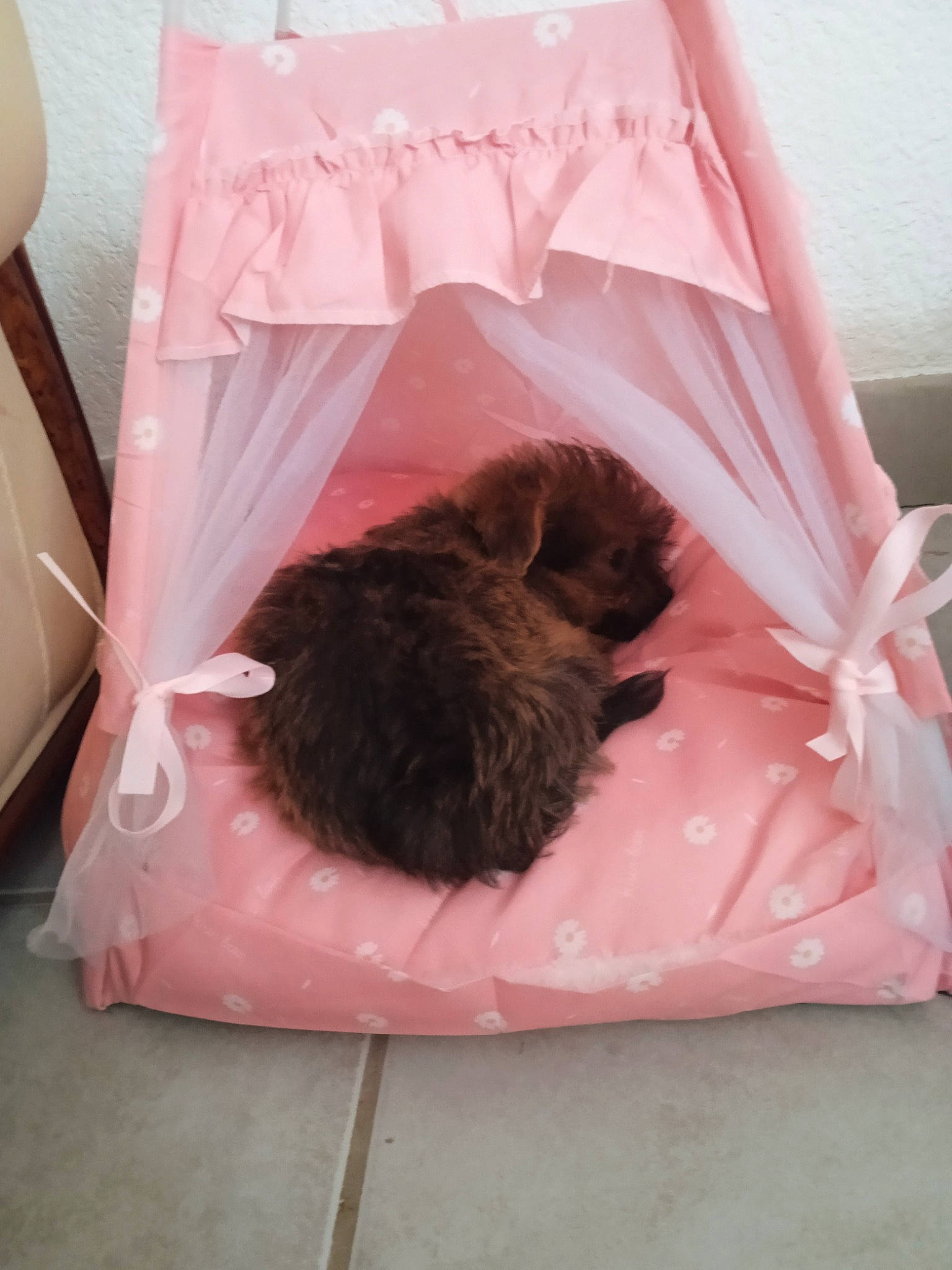 Choupinette participe au concours pour gagner de l'argent avec cette photo : bag, bed, bedding, canidae, carnivore, cat, comfort, companion_dog, fawn, felidae, fur, linens, liver, magenta, pet_supply, pink, room, small_to_medium_sized_cats, tail, whiskers