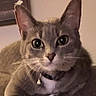 Lily is registered to the contest to win money with this photo: cat, close_up, pet, feline, collar, bell, whiskers, ears, eyes, fur, indoor, animal, cute, domestic, looking, portrait, face, tabby, relaxed, soft_lighting