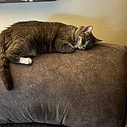 Lily joined the competition — help win amazing prizes! cat, couch, indoor, furniture, brown, plush, relaxing, pet, animal, fur, domestic, cozy, resting, side_view, wall_art, quiet, calm, living_room, soft_lighting, comfortable