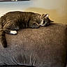 cat, couch, indoor, furniture, brown, plush, relaxing, pet, animal, fur, domestic, cozy, resting, side_view, wall_art, quiet, calm, living_room, soft_lighting, comfortable