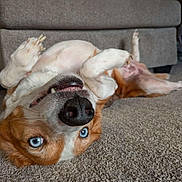 Bud is registered to the contest to win money with this photo: dog, pet, blue_eyes, black_nose, paws, carpet, couch, indoor, playful, close_up, tongue, lying_down, upside_down, whiskers, fur, smiling, home_interior, couch_cushion, floor, domestic_animal