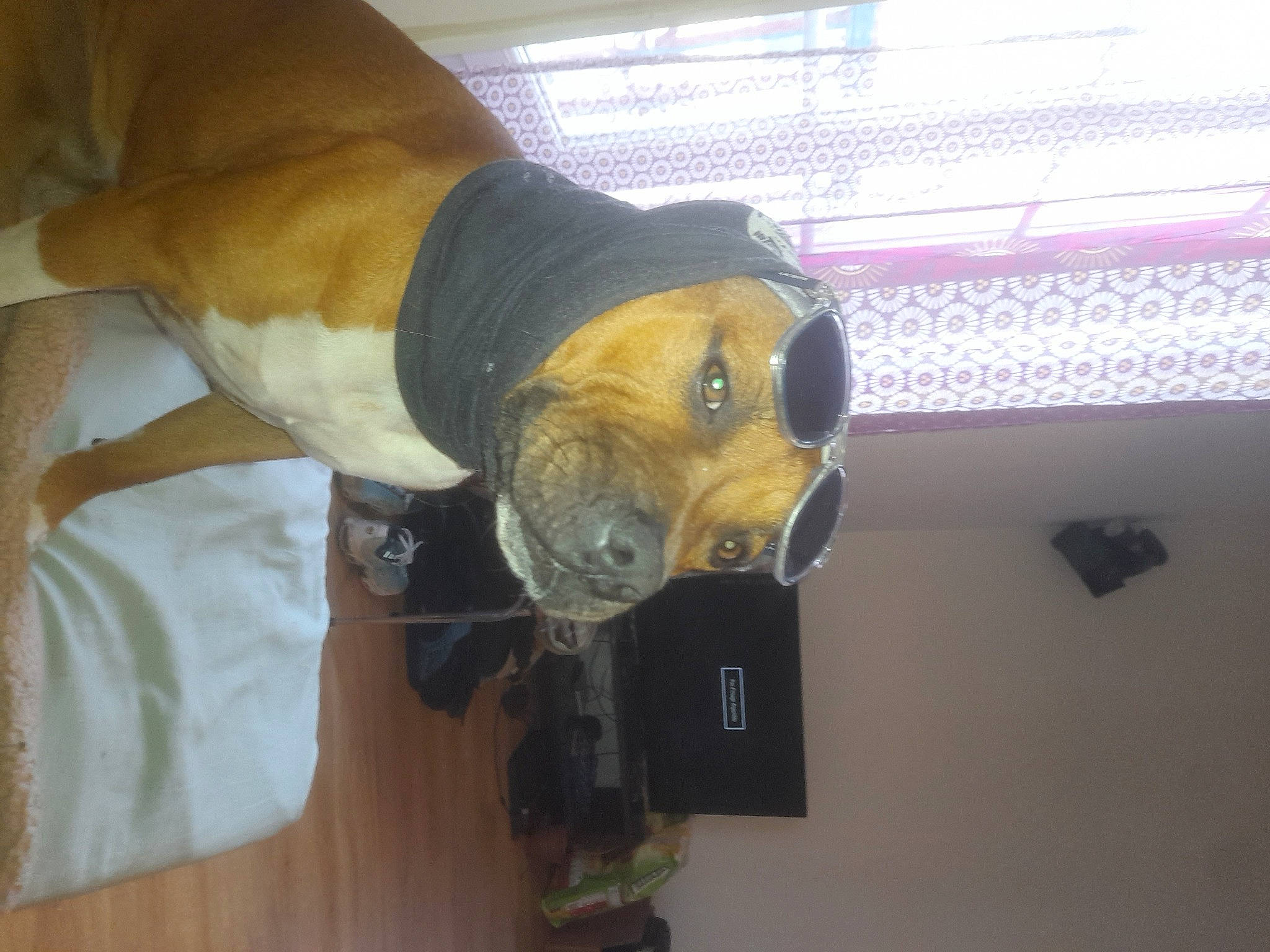 Tiago participe au concours pour gagner de l'argent avec cette photo : canidae, carnivore, comfort, companion_dog, dog, dog_breed, fawn, fur, hardwood, plush, room, snout, sporting_group, stuffed_toy, sunglasses, tail, toy, whiskers, wood, working_animal