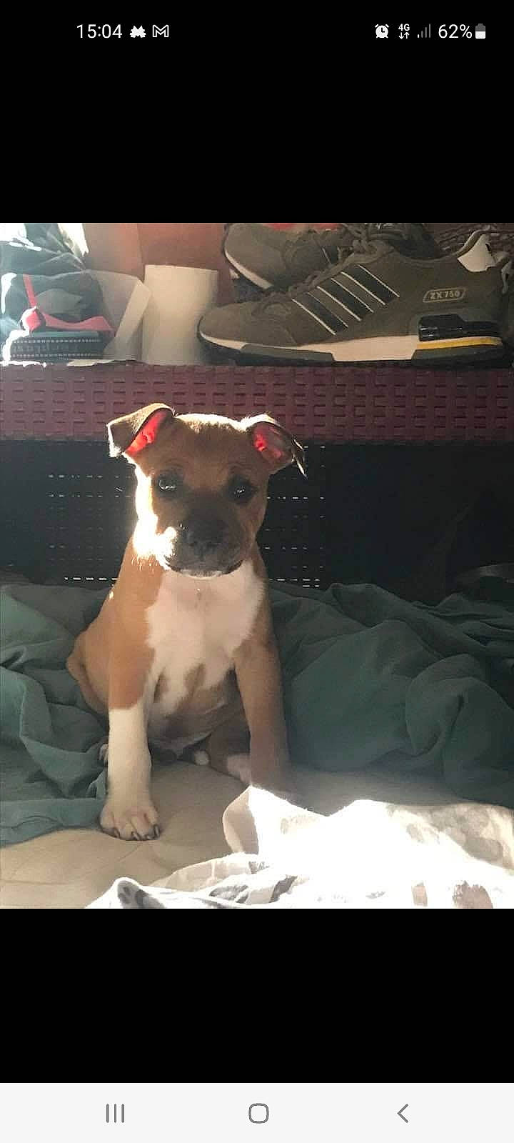 Tiago participe au concours pour gagner de l'argent avec cette photo : ancient_dog_breeds, boston_terrier, canidae, carnivore, comfort, companion_dog, dog, dog_breed, fawn, guard_dog, linens, non_sporting_group, paw, pet_supply, puppy, puppy_love, sporting_group, toy_dog, whiskers, working_animal