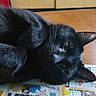 cat, cats, black_cat, feline, pets, animal, indoor, floor, newspaper, relaxed, lying_down, sleeping, portrait, whiskers, ears, fur, green_eyes, home, furniture_catalog, photograph