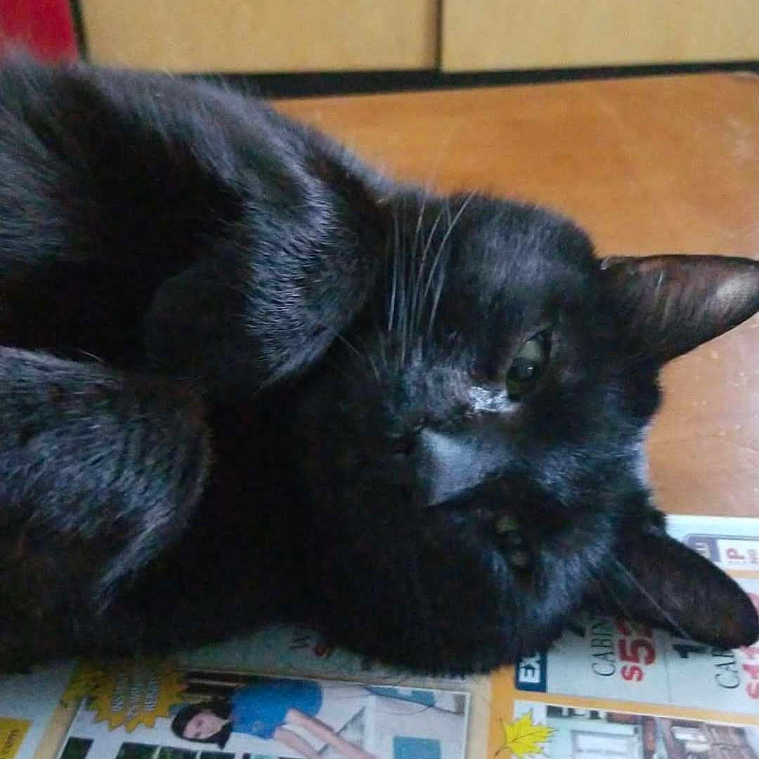 Shadow