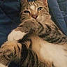 cat, tabby_cat, pet, animal, feline, portrait, close_up, lying_down, relaxed, sleepy, green_eyes, whiskers, striped_fur, paws, blue_blanket, bed, indoors, cozy, cute, funny