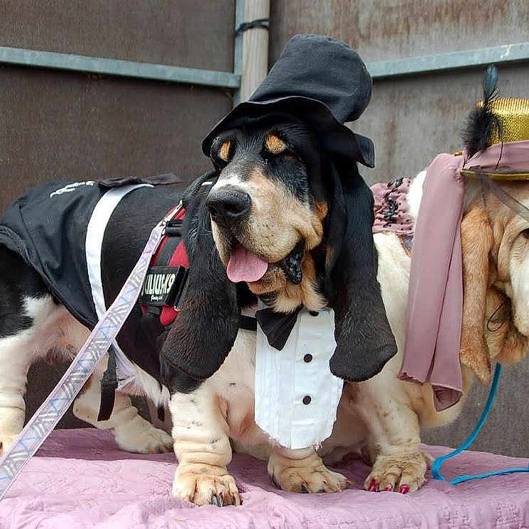 Bertille-Gaston participe au concours pour gagner de l'argent avec cette photo : animal, basset_hound, clothing, costume, cute, dog, ears, fabric, face, funny, furniture, hat, indoor, leash, paw, pet, pink, portrait, portrait_mode, tuxedo