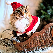 Stuart joined the competition — help win amazing prizes! animal, cat, celebration, christmas, costume, cozy, cute, decorations, festive, fluffy, furry, holiday, holiday_theme, indoor, pet, santa_coat, santa_hat, seasonal, white_rug, wooden_sleigh