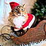 animal, cat, celebration, christmas, costume, cozy, cute, decorations, festive, fluffy, furry, holiday, holiday_theme, indoor, pet, santa_coat, santa_hat, seasonal, white_rug, wooden_sleigh