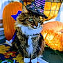 Stuart joined the competition — help win amazing prizes! autumn, cape, cat, costume, cute, decor, fall, feline, flower_pot, fluffy, green_eyes, halloween, holiday, mat, outdoor, pet, pumpkin, striped, white_paws, witch_hat