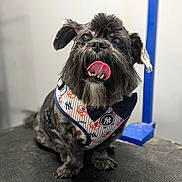 Bosco T joined the competition — help win amazing prizes! animal, beard, black_fur, black_surface, bow_tie, close_up, cute, dog, dog_harness, fancy_outfit, furry, indoor, looking_up, mustache, pet, portrait, sitting, small_dog, tongue_out, yankees