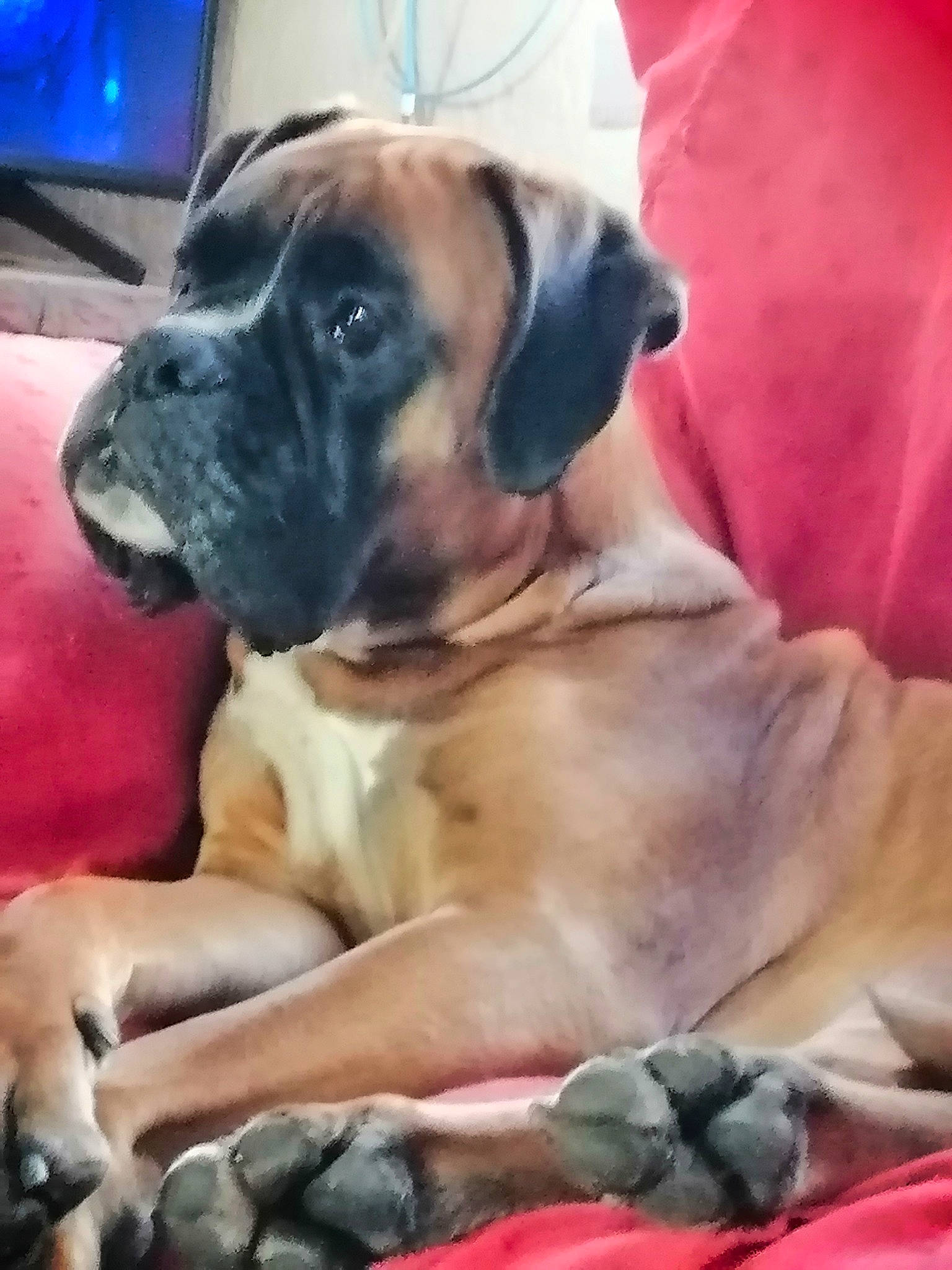 Mpo participe au concours pour gagner de l'argent avec cette photo : bored, boxer, carnivore, companion_dog, dog, dog_breed, dog_supply, fawn, guard_dog, house, pet_supply, puppy_love, snout, sporting_group, television, whiskers, window, working_animal, working_dog, wrinkle