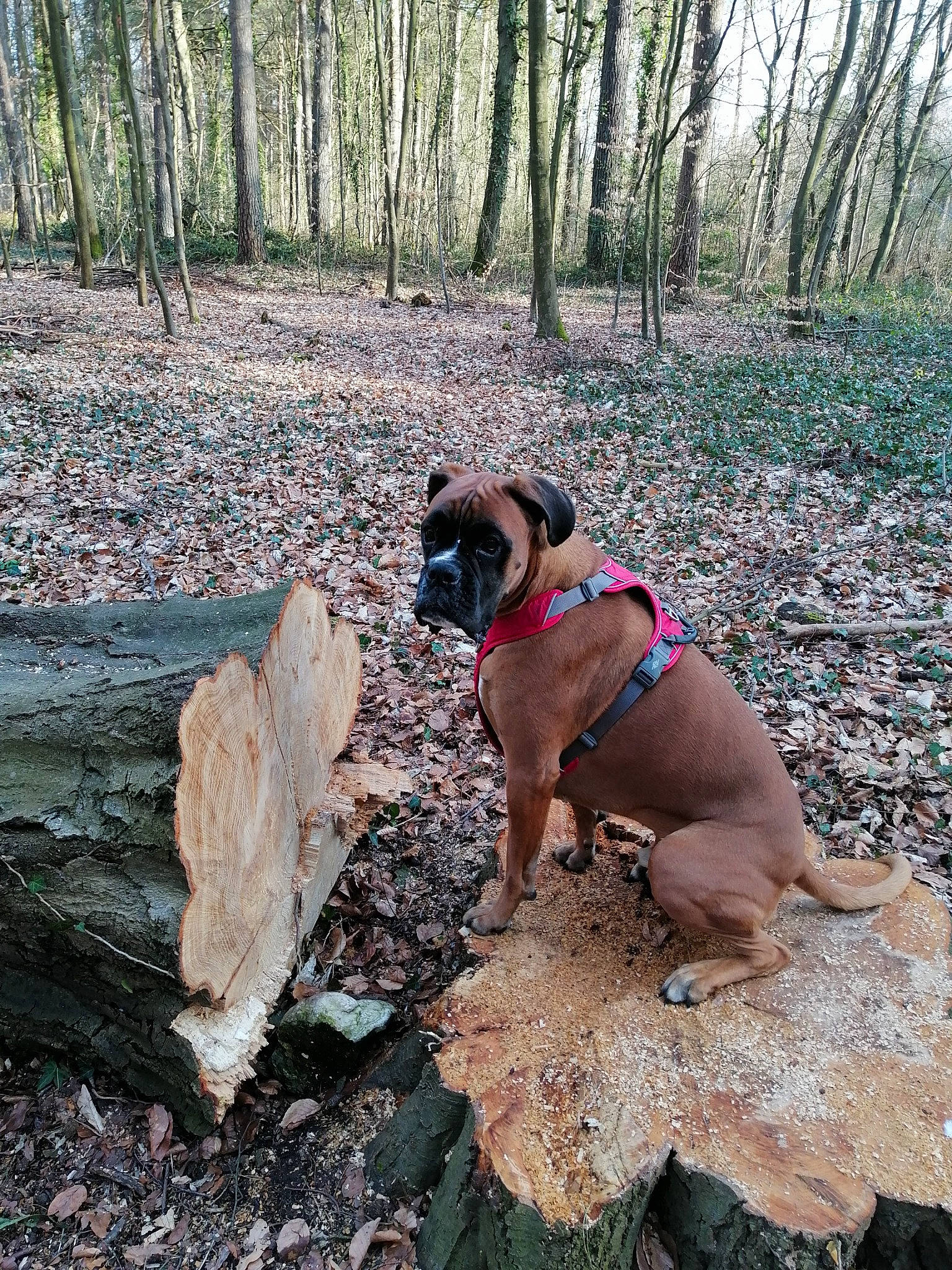 Mpo participe au concours pour gagner de l'argent avec cette photo : carnivore, collar, companion_dog, dog, dog_breed, dog_collar, dog_supply, fawn, forest, grass, leash, liver, pet_supply, plant, pug, snout, soil, sporting_group, tree, working_animal