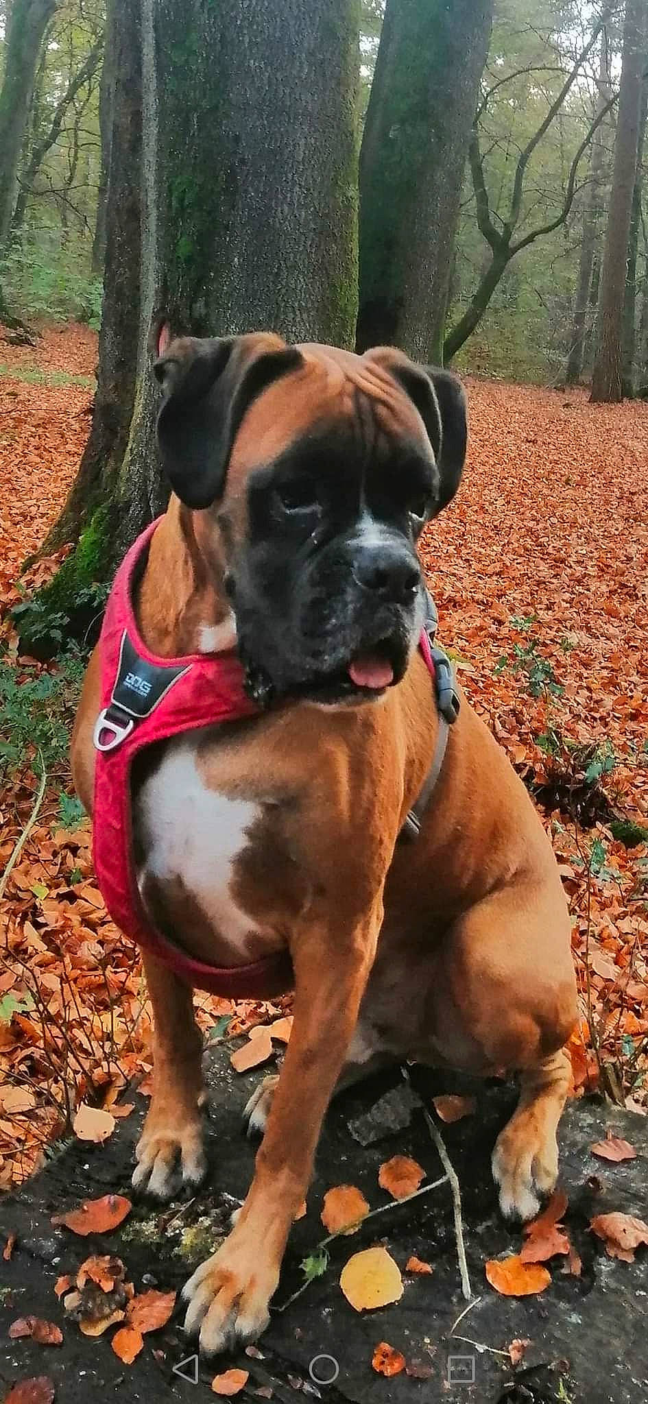 Mpo participe au concours pour gagner de l'argent avec cette photo : bored, boxer, carnivore, collar, companion_dog, dog, dog_breed, dog_collar, dog_supply, fawn, grass, liver, molosser, pet_supply, plant, snout, sporting_group, tree, working_animal, working_dog