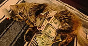 Me Me joined the competition — help win amazing prizes! cat, tabby_cat, pet, feline, sleeping, lying_down, blanket, bed, money, dollar_bills, currency, wealth, funny, cozy, indoors, bedroom, dresser, wood_floor, striped_blanket, whiskers