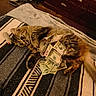 cat, tabby_cat, pet, feline, sleeping, lying_down, blanket, bed, money, dollar_bills, currency, wealth, funny, cozy, indoors, bedroom, dresser, wood_floor, striped_blanket, whiskers
