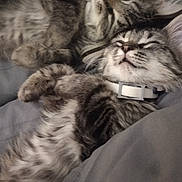 Me Me is registered to the contest to win money with this photo: cat, cats, tabby, fluffy, long_hair, sleeping, relaxed, cuddling, bed, blanket, pillow, indoor, pet, feline, whiskers, collar, gray, striped, close_up, cozy