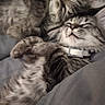 cat, cats, tabby, fluffy, long_hair, sleeping, relaxed, cuddling, bed, blanket, pillow, indoor, pet, feline, whiskers, collar, gray, striped, close_up, cozy