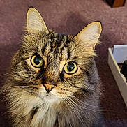 Mylo joined the competition — help win amazing prizes! cat, tabby, fluffy, pet, animal, indoor, carpet, close_up, whiskers, ears, eyes, feline, cute, curious, portrait, fur, domestic, mammal, looking_up, household