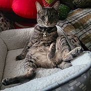 Moose joined the competition — help win amazing prizes! animal, bed, blanket, cat, collar, cozy, cute, domestic_cat, feline, fur, gray_cat, home, indoor, pet_bed, pillow, relaxed, resting, sitting, tabby_cat, whiskers
