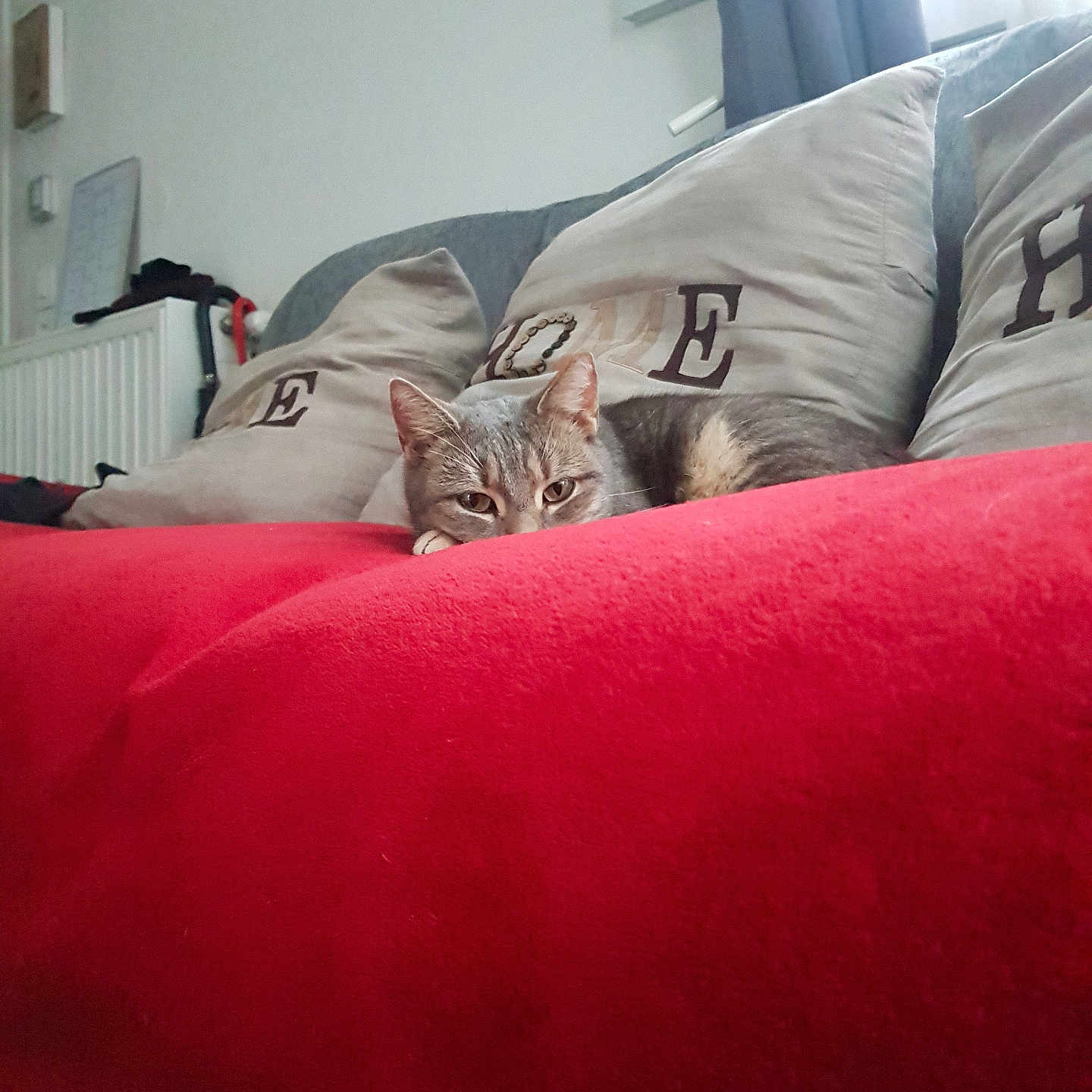 Caramel a rejoint le concours — aidez-le/la à gagner de superbes lots ! animal, blanket, cat, comfort, cozy, curtain, cushion, domestic, furniture, gray_cushion, home, indoor, living_room, pet, red_blanket, relaxed, resting, sofa, tabby_cat, window