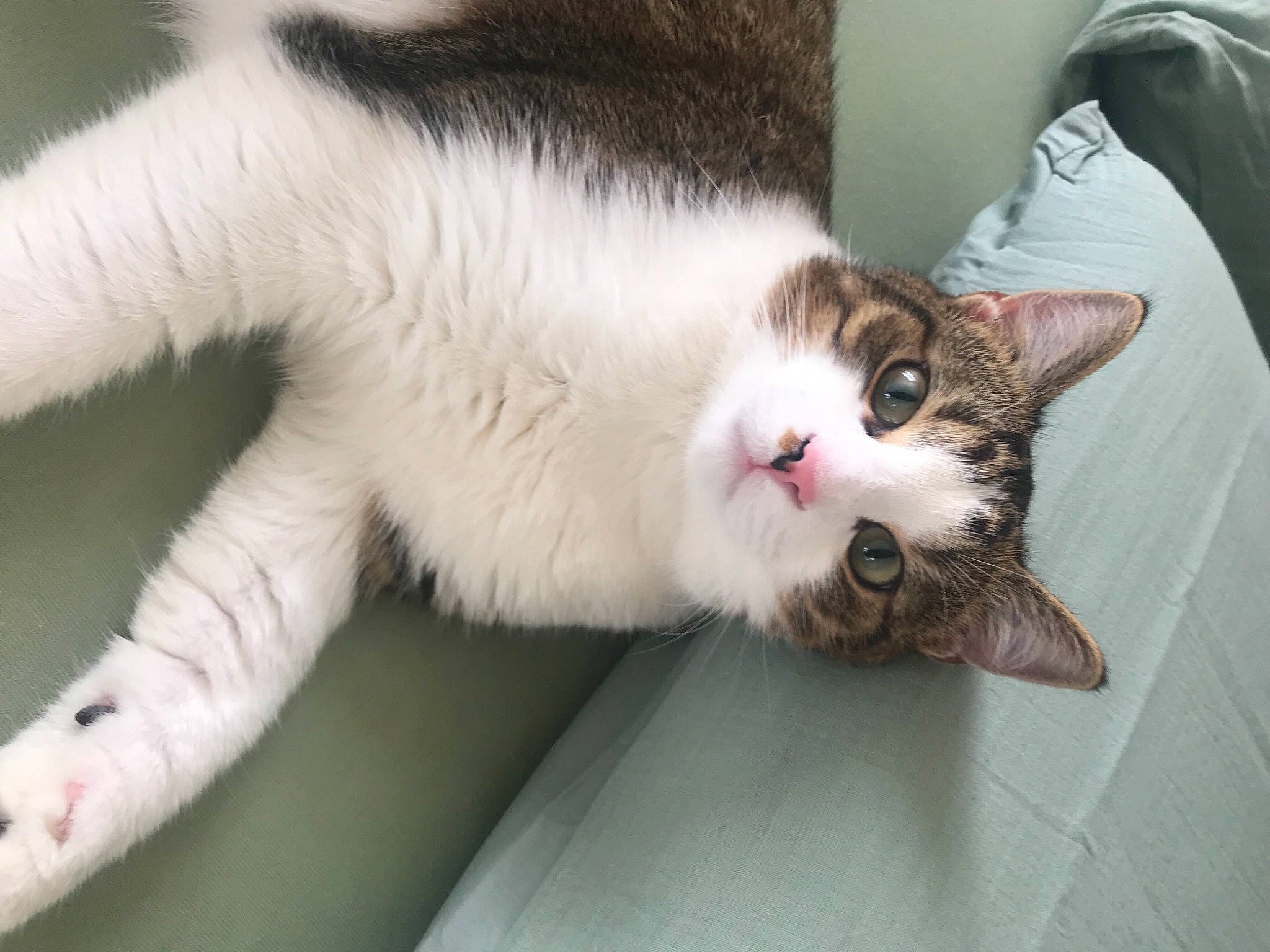 Félix a rejoint le concours — aidez-le/la à gagner de superbes lots ! bag, carnivore, cat, claw, comfort, domestic_short_haired_cat, felidae, fur, luggage_and_bags, paw, small_to_medium_sized_cats, snout, tail, whiskers