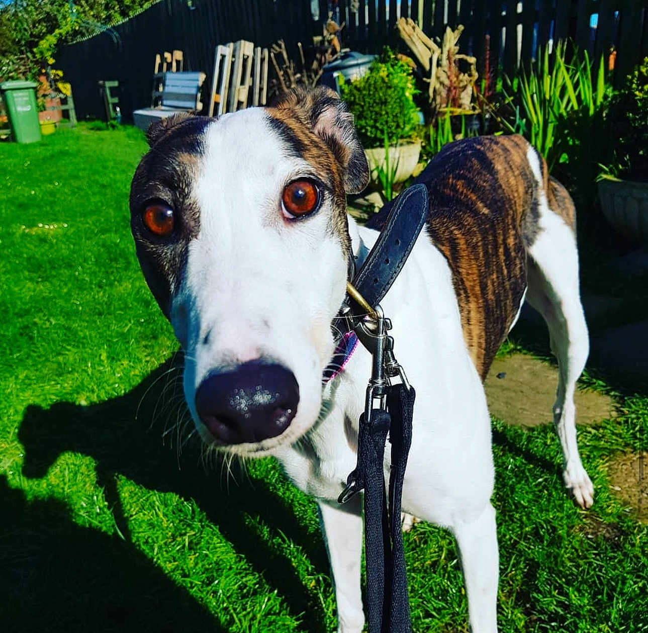 Suzie