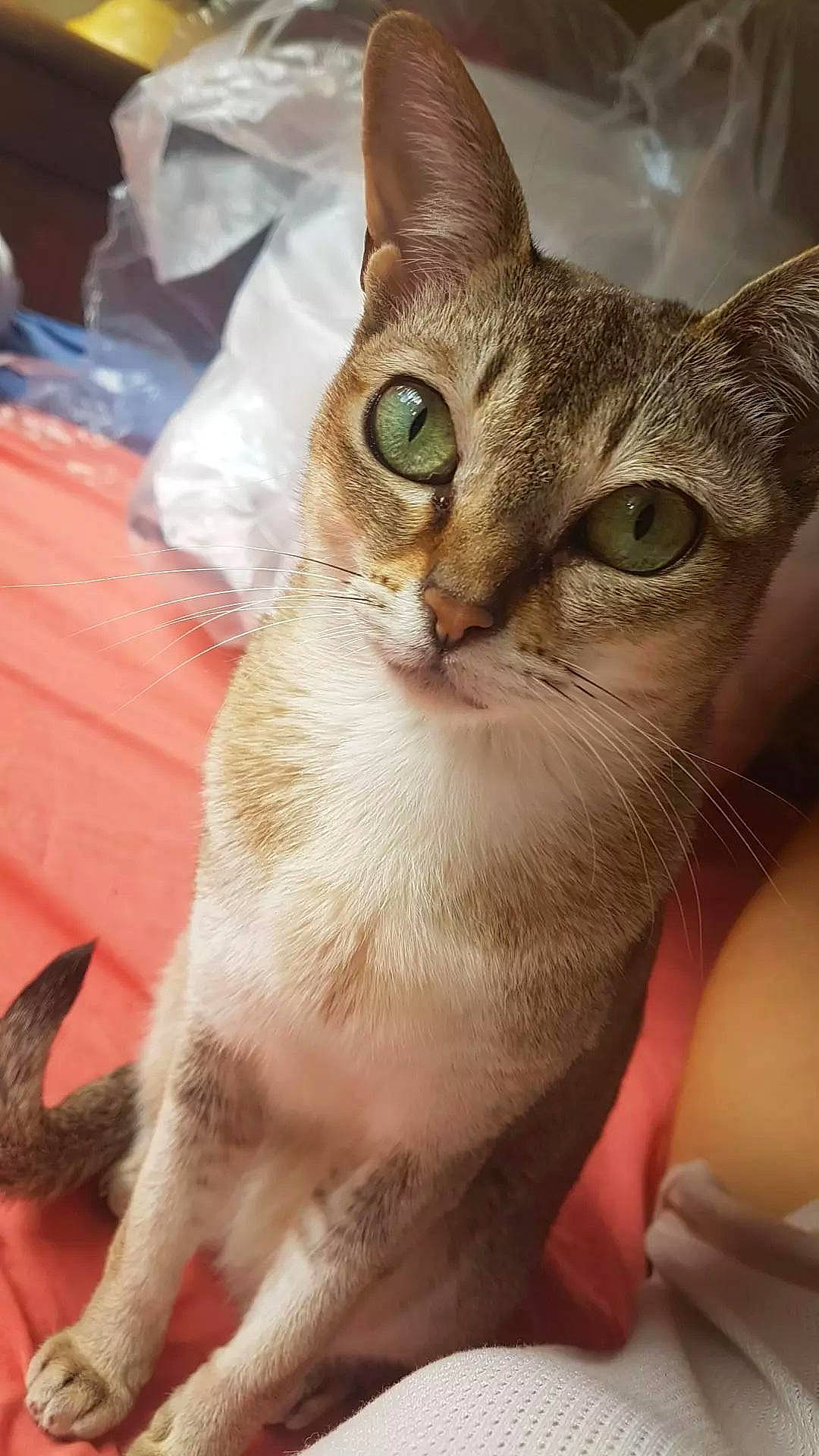 Mareska a rejoint le concours — aidez-le/la à gagner de superbes lots ! carnivore, cat, close_up, domestic_short_haired_cat, ear, eyewear, fawn, felidae, fur, happy, small_to_medium_sized_cats, snout, whiskers