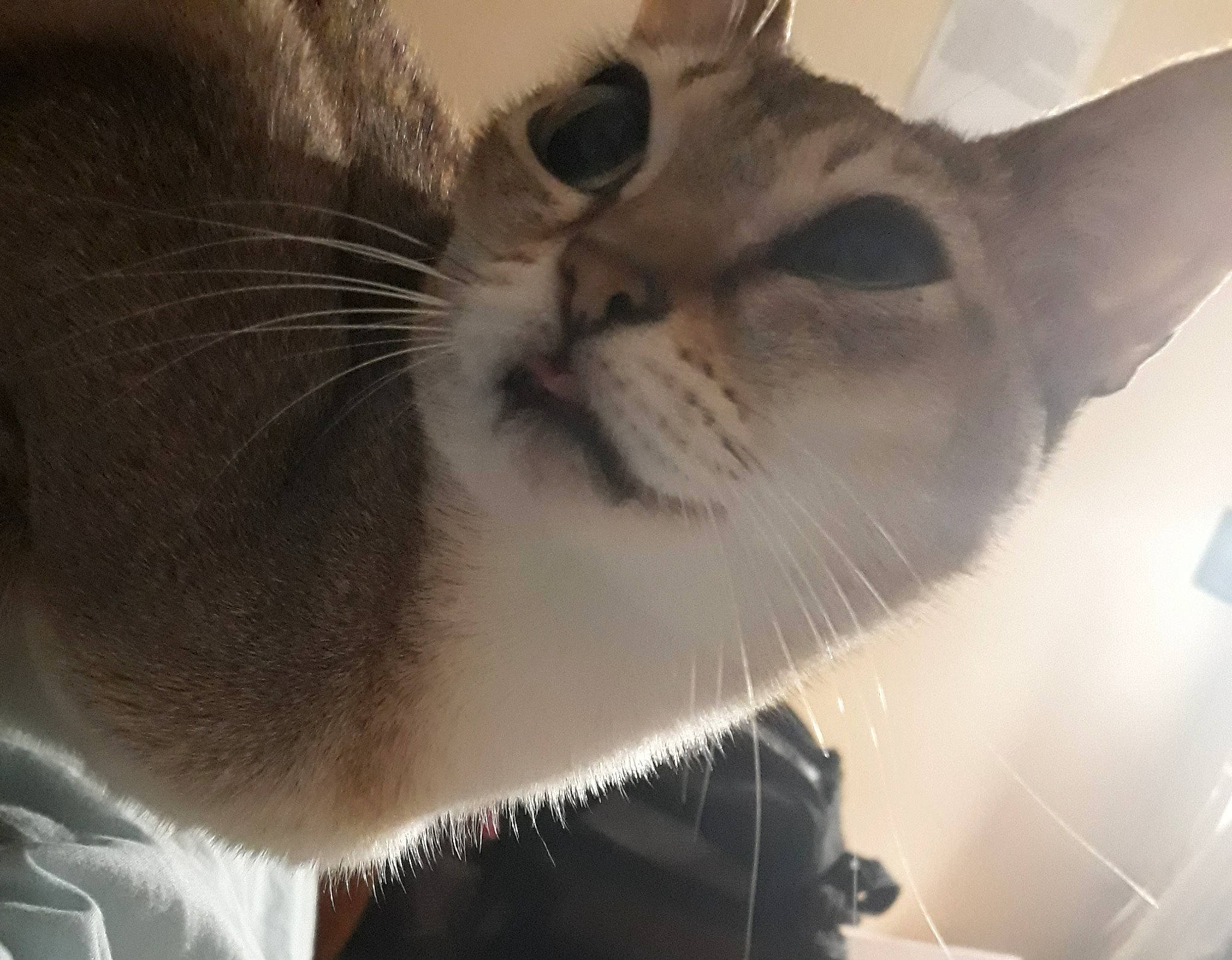 Mareska participe au concours pour gagner de l'argent avec cette photo : carnivore, cat, close_up, collar, domestic_short_haired_cat, door, ear, fawn, felidae, fur, paw, small_to_medium_sized_cats, snout, tail, terrestrial_animal, whiskers, window