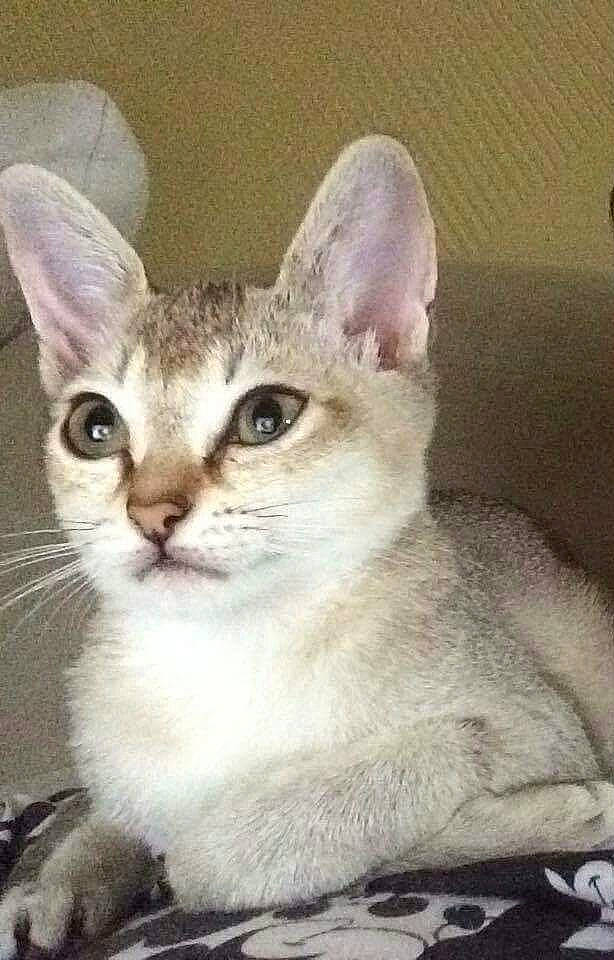 Mareska a rejoint le concours — aidez-le/la à gagner de superbes lots ! carnivore, cat, fawn, felidae, fur, photo_caption, small_to_medium_sized_cats, snout, terrestrial_animal, whiskers, window